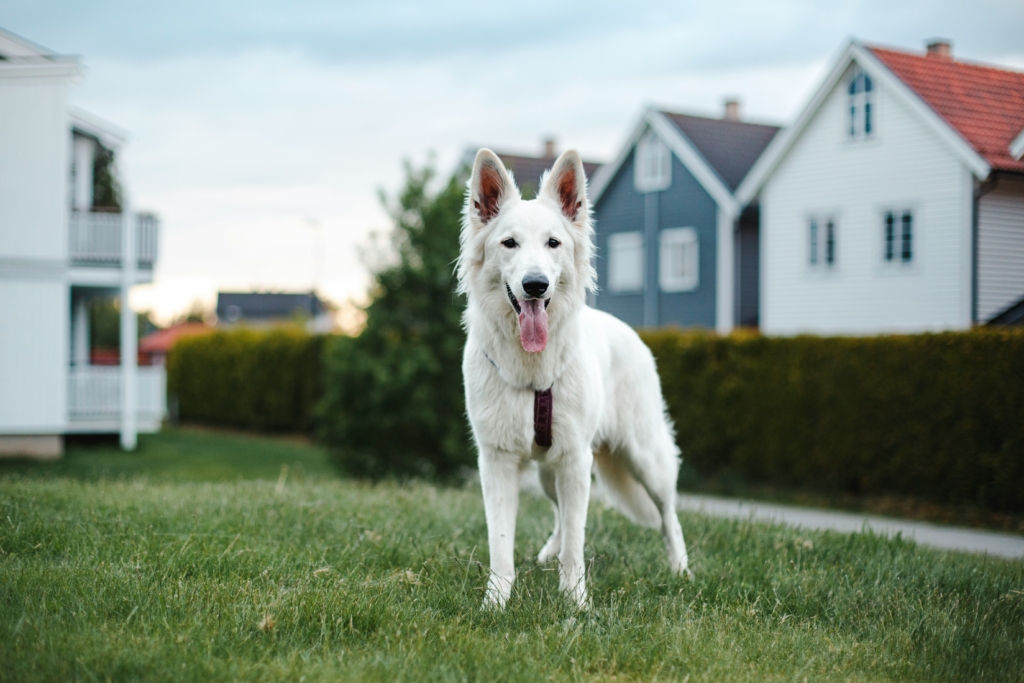 white german shepherd dog is a dog dna test worth it