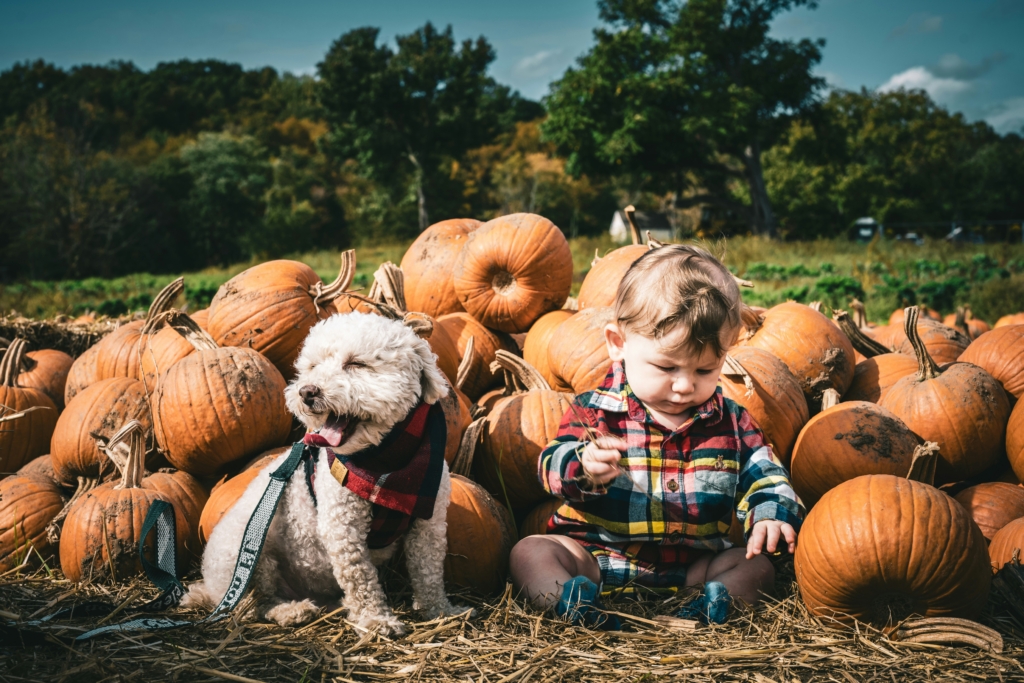 baby at pumpkin patch Photo by <a href="https://unsplash.com/@chriscantlose?utm_source=unsplash&utm_medium=referral&utm_content=creditCopyText">Christopher Luther</a> on <a href="https://unsplash.com/photos/a-little-boy-sitting-in-a-pile-of-pumpkins-nFh3f9CbwTA?utm_source=unsplash&utm_medium=referral&utm_content=creditCopyText">Unsplash</a>