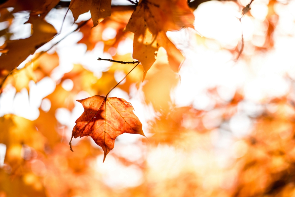 leaf leaves fall autumn colors fall bucket list for families