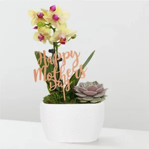 Mother's Day flowers - orchid