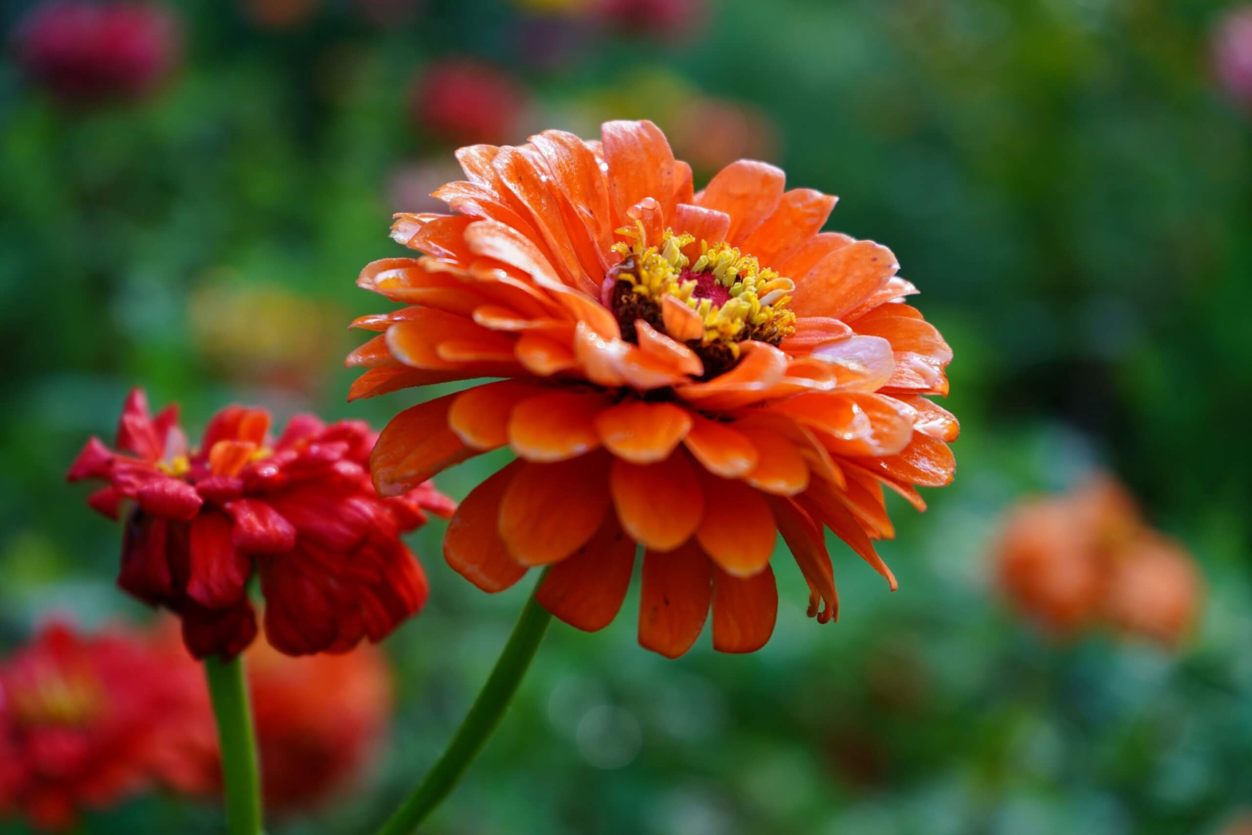 zinnias - cheap plants