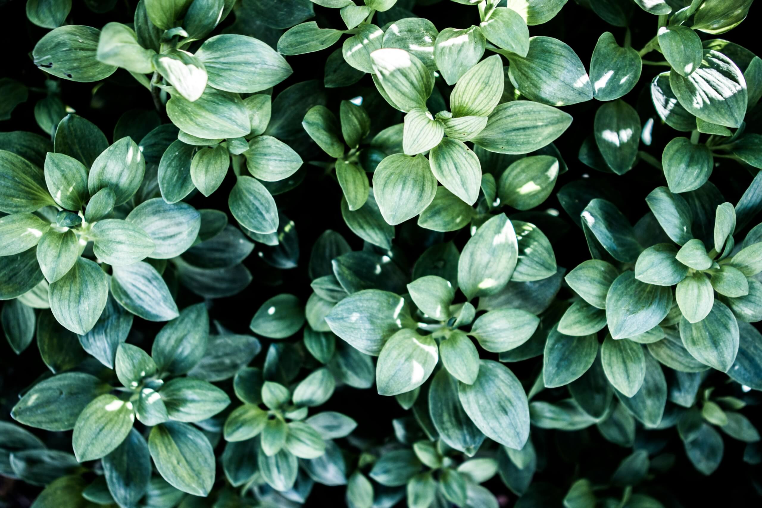 shrub - cheap plants