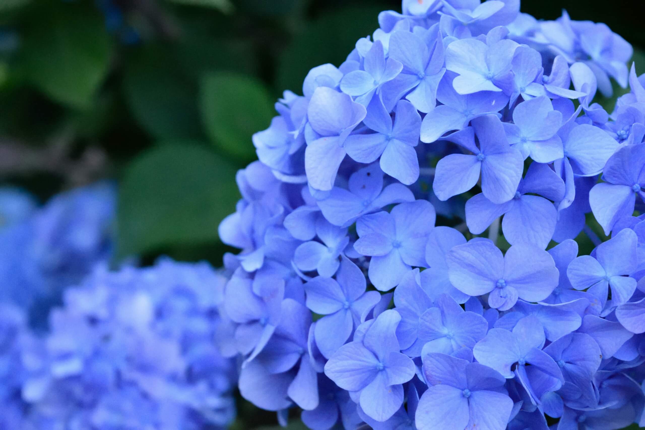 cheap plants - hydrangea