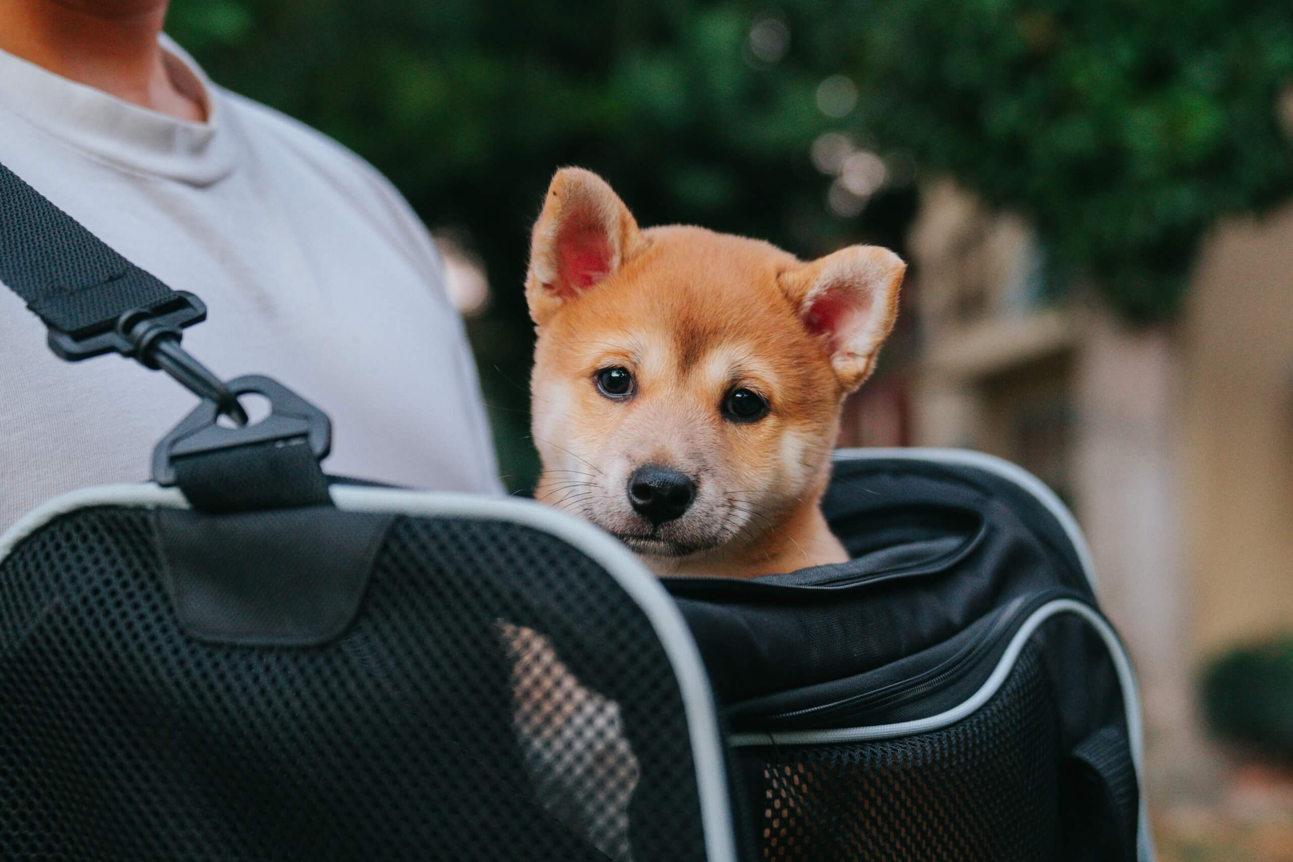 traveling with pet dog Pet Friendly US Cities