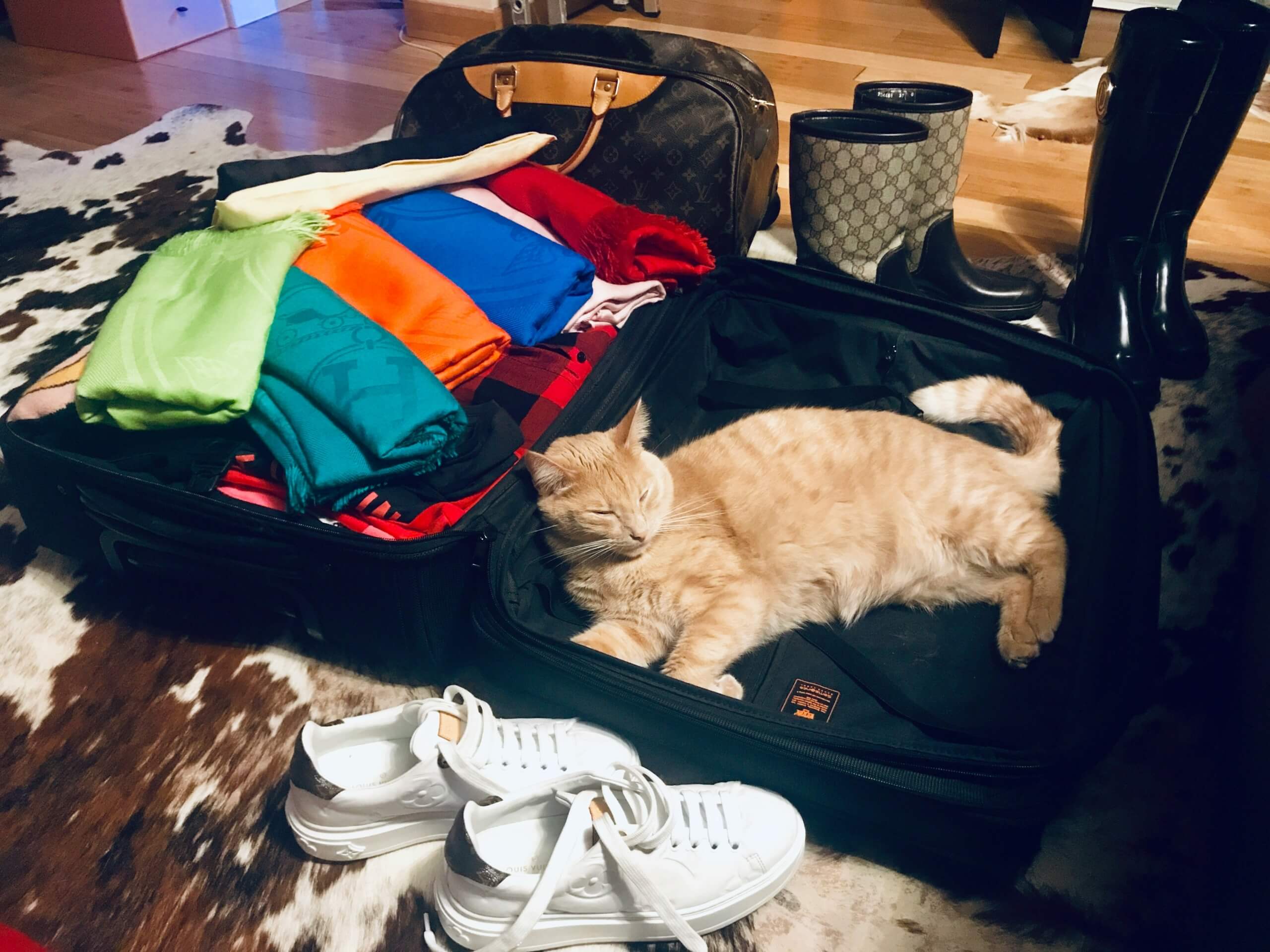 cat in suitcase - Pet Friendly US Cities