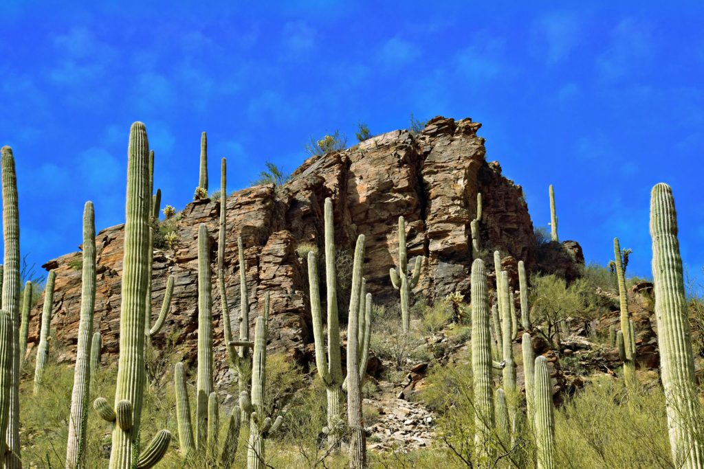 tuscon cacti Underrated U.S. Cities worth visiting