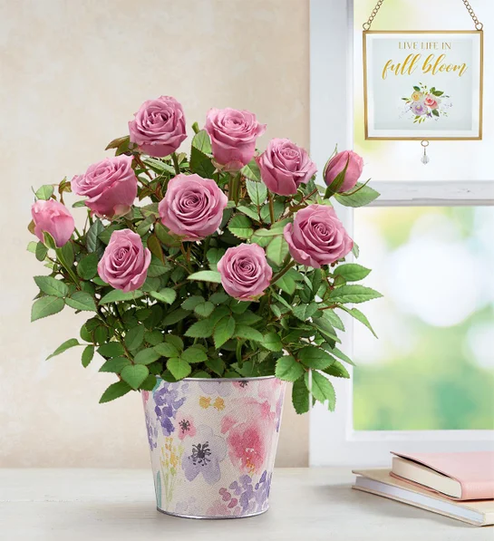 The Best Flowers to give on Valentine's Day Lovely Lavender Rose