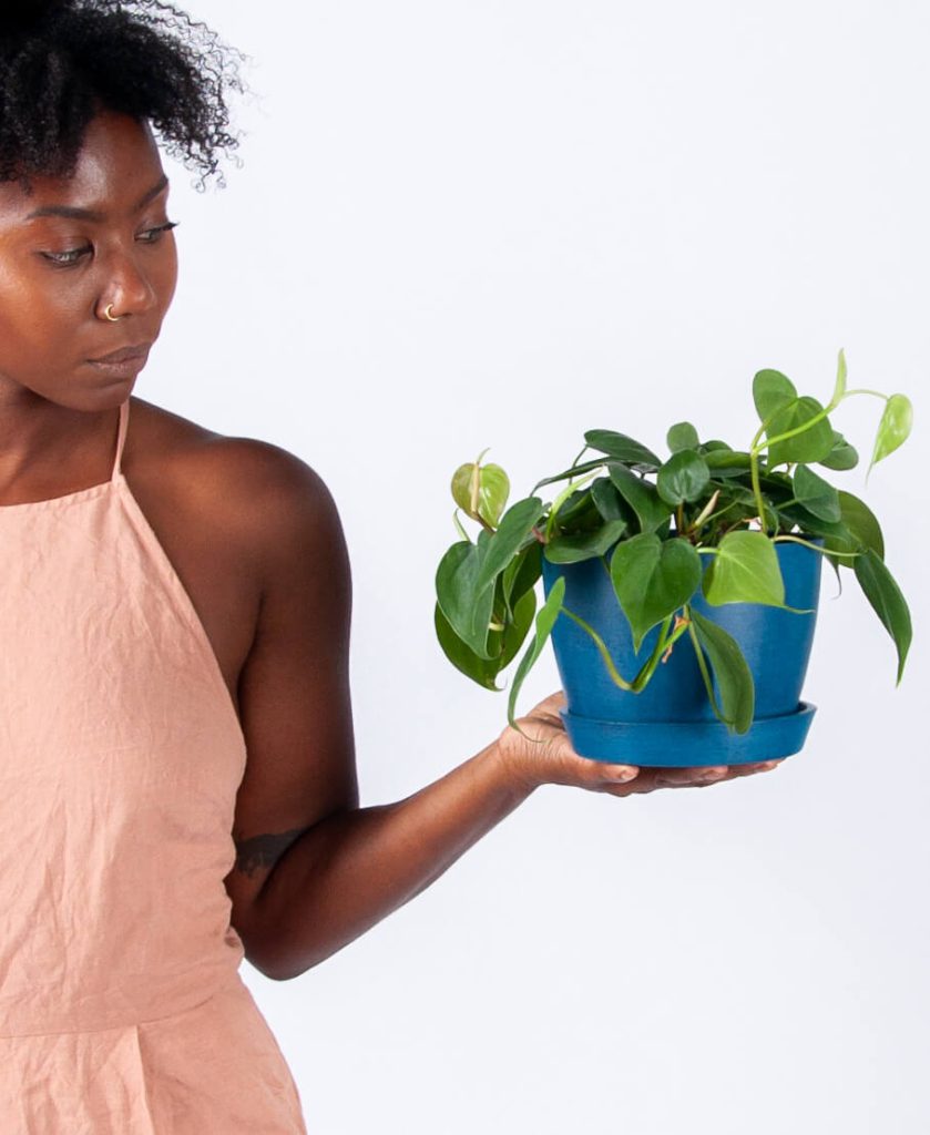 Philodendron Heartleaf Valentine’s Day Gift ideas for Women Who Don’t Like Romantic Gifts