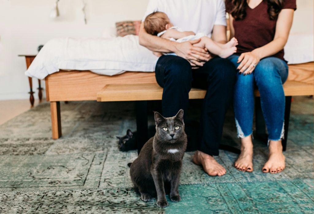 family cat How to Introduce a New Pet to Kids Safely