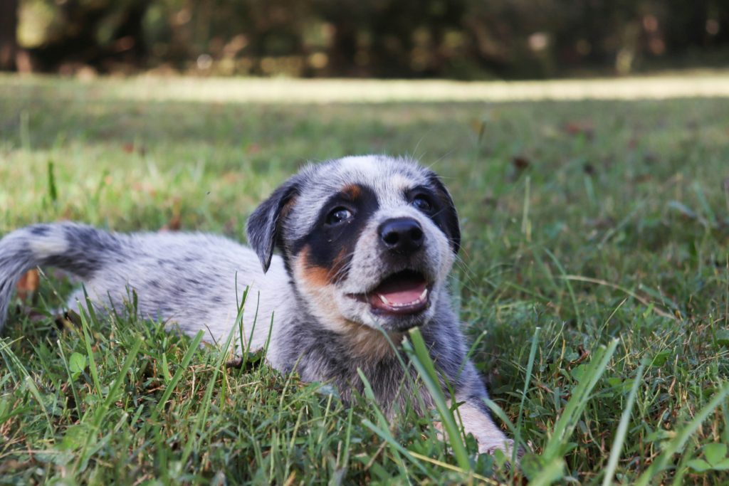 puppy dog How to Introduce a New Pet to Kids Safely