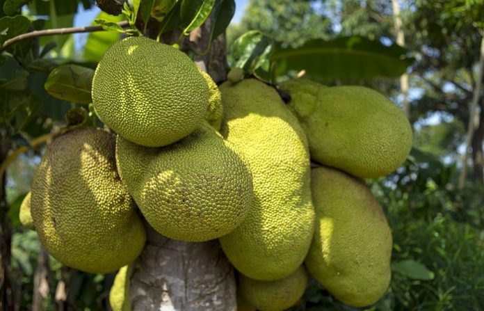 Benefits of Jackfruit: A Meat Substitute or Tasty Snack Eaten Raw