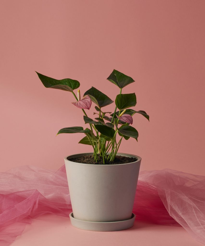 Pink Anthurium last-minute flower delivery