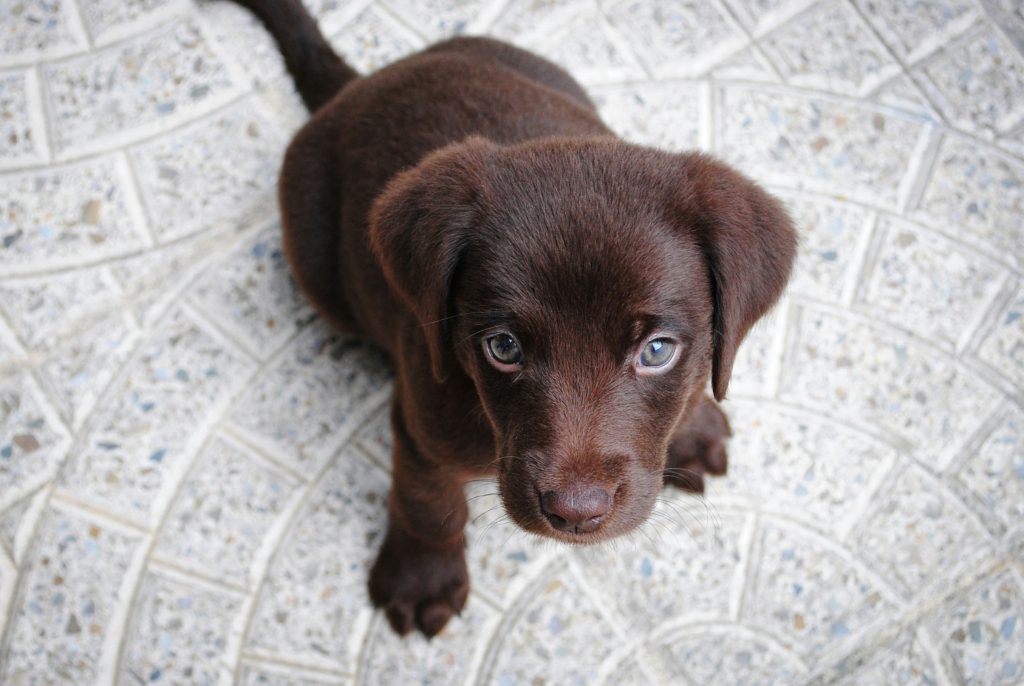 chocolate lab puppy pet dna test