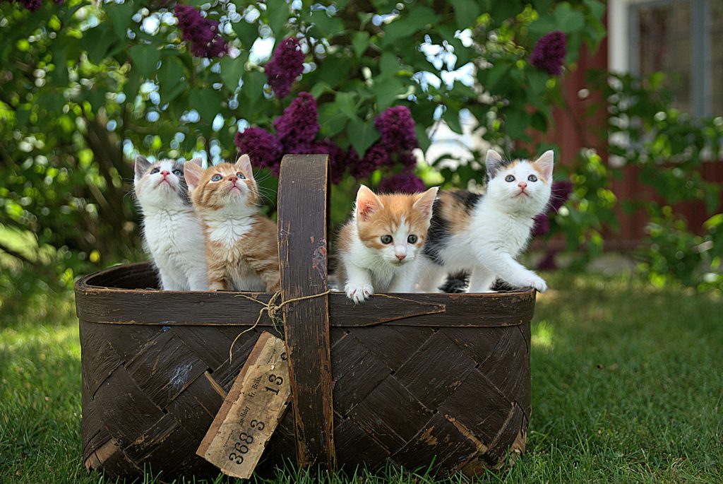 baskets of cats and kittens pet dna test