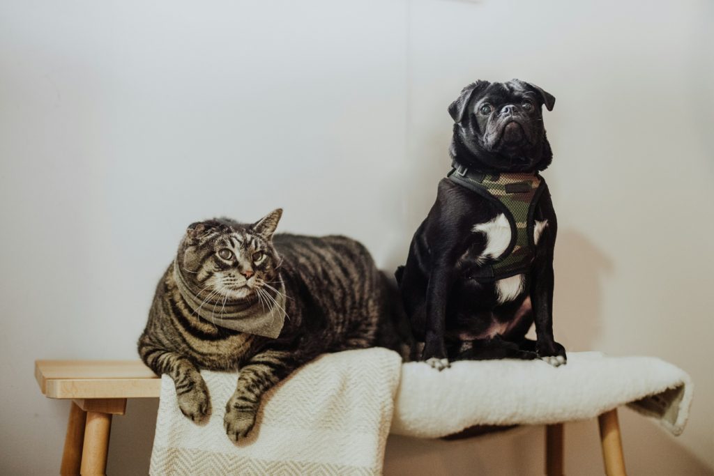 dog and cat on sofa pet dna test