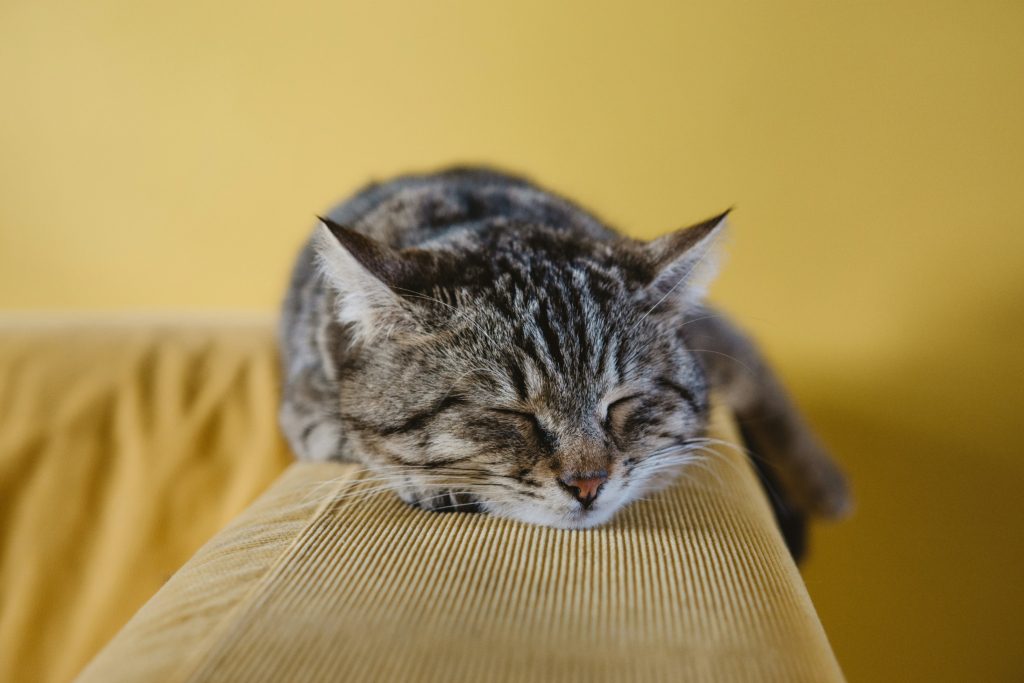 cat snoozing on sofa pet dna test