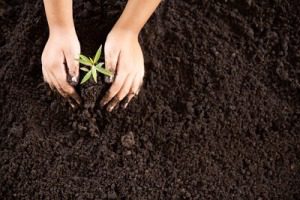 Family activities, planting