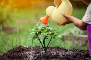 How to start composting, water compost 