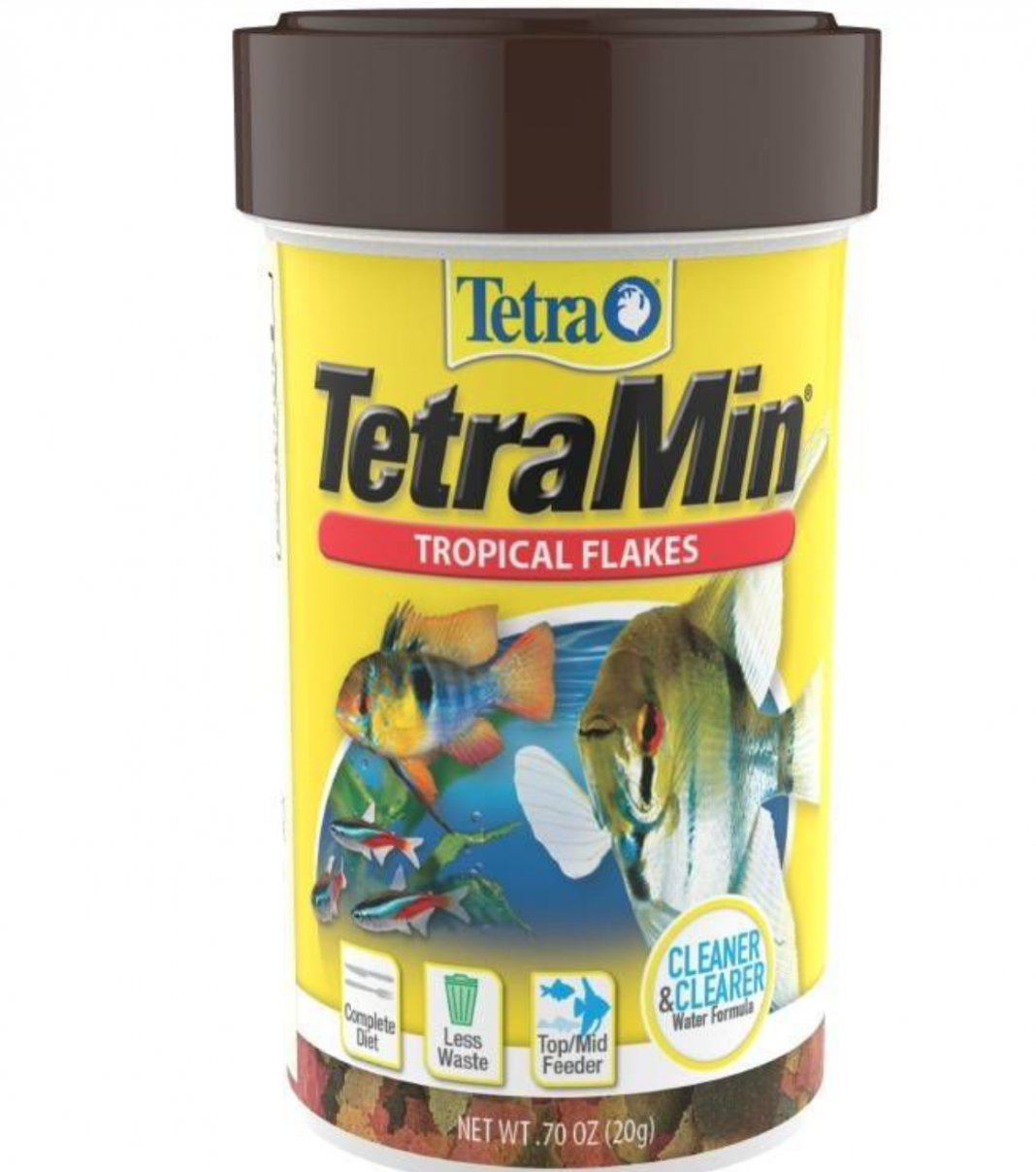 How to Take Care of a Betta Fish for Beginners Men With Kids