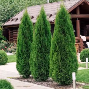cheap plants - giant arbor