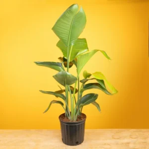 bird of paradise - cheap plants