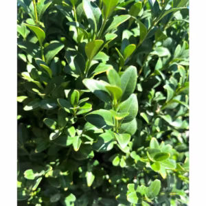cheap plants - boxwood