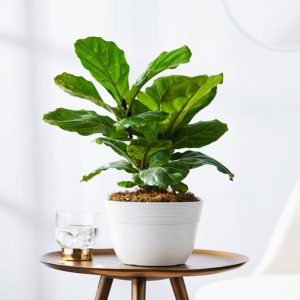 fig - cheap plants