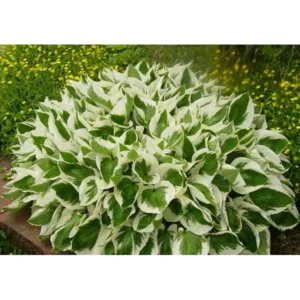 hostia cheap plants -