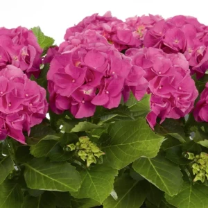 cheap plants - hydrangeas