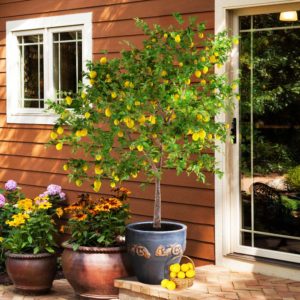 cheap plants - lemons