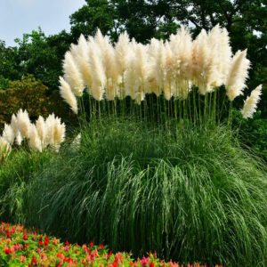 cheap plants - pampas grass