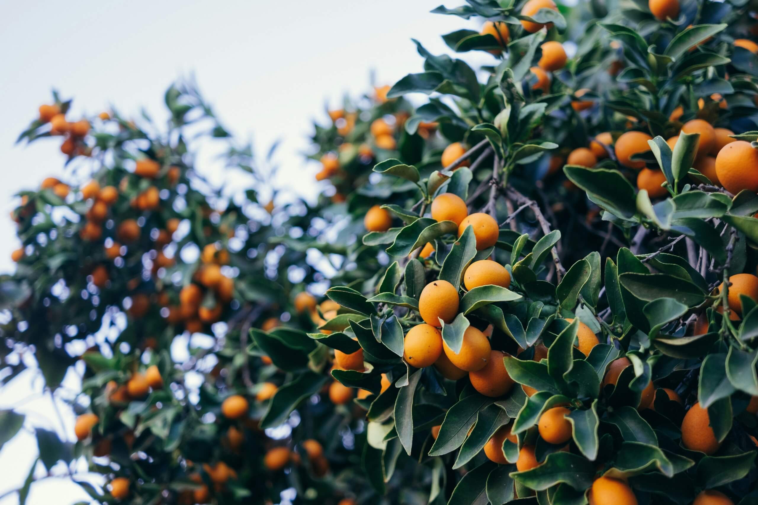 oranges - cheap plants