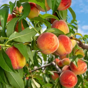cheap plants - peach tree