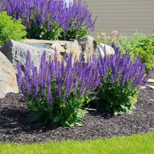 cheap plants - salvia