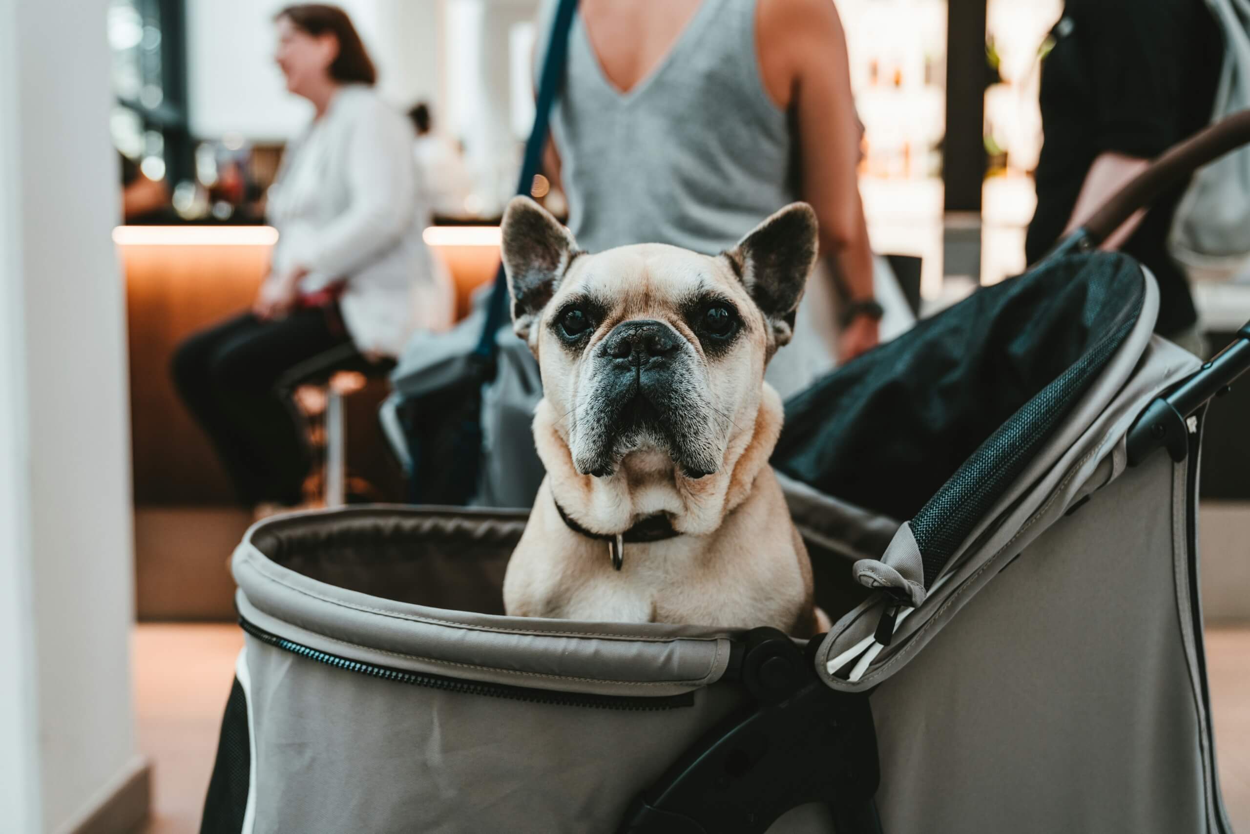 Pet Friendly US Cities - dog in carrier