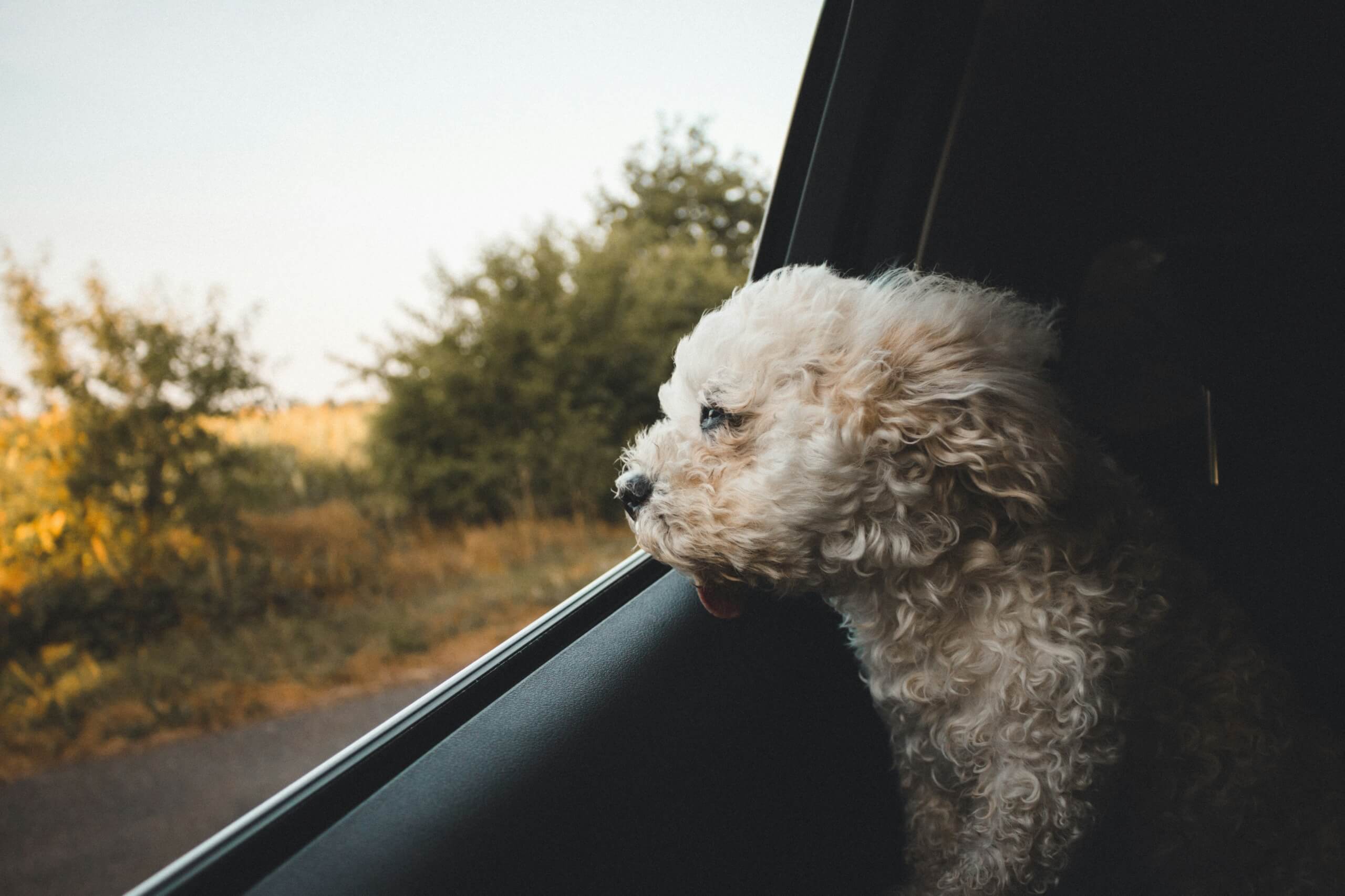 dog in car Pet Friendly US Cities