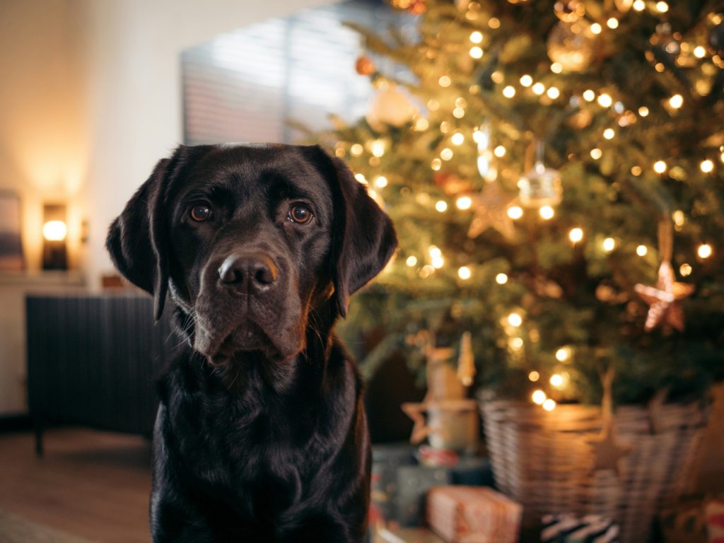 dog christmas early gift guide for pet parents