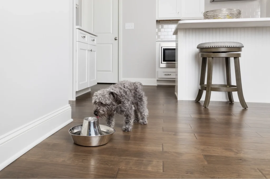 pet fountain Early Gift Guide for Pet Parents