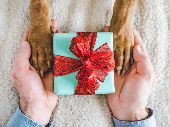 Dog paws, male hands and gift box. Top view. Close-up, indoors. Congratulations for family, relatives, loved ones, friends and colleagues. Pets care concept gift ideas for dog lovers