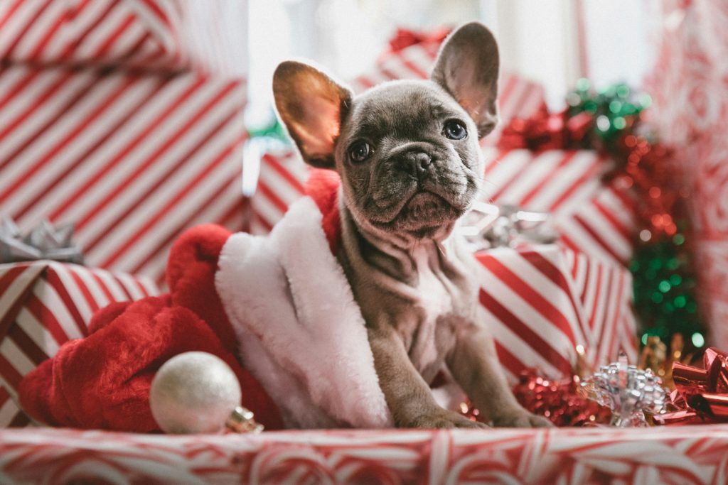 early gift guide for pet parents dog presents