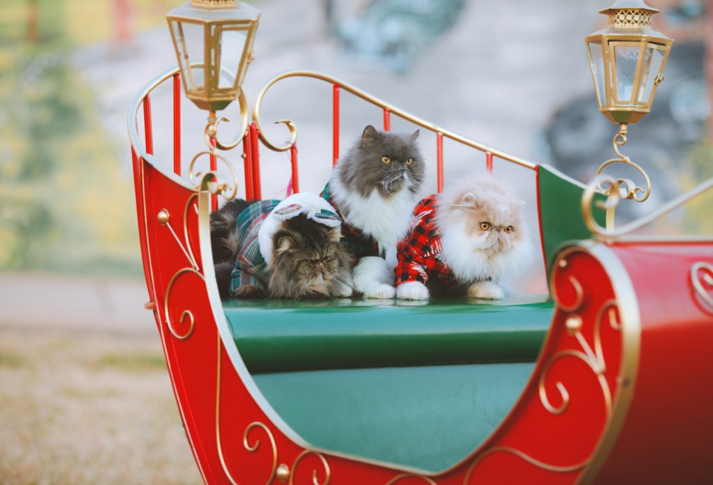 cats in christmas sleigh