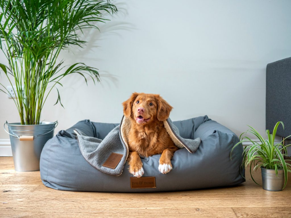 pet dna test dog on dog bed